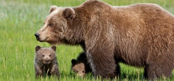 Trento, morta l’orsa Daniza durante le operazioni di cattura. Lav denuncia: “Esecuzione annunciata, responsabili paghino”