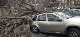 Il maltempo colpisce il Centro-Sud, a Torino il vento raggiunge i 150 km/h. Donna uccisa dalla caduta di un albero a Urbino